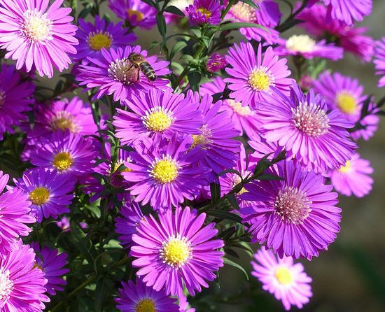 aster asters vivaces jardins