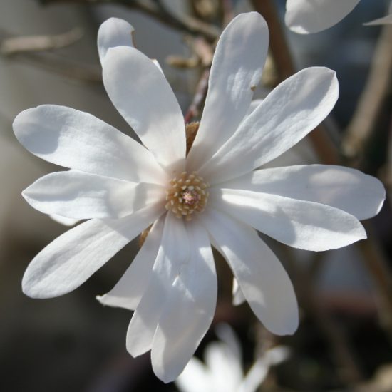 magnolia stellata