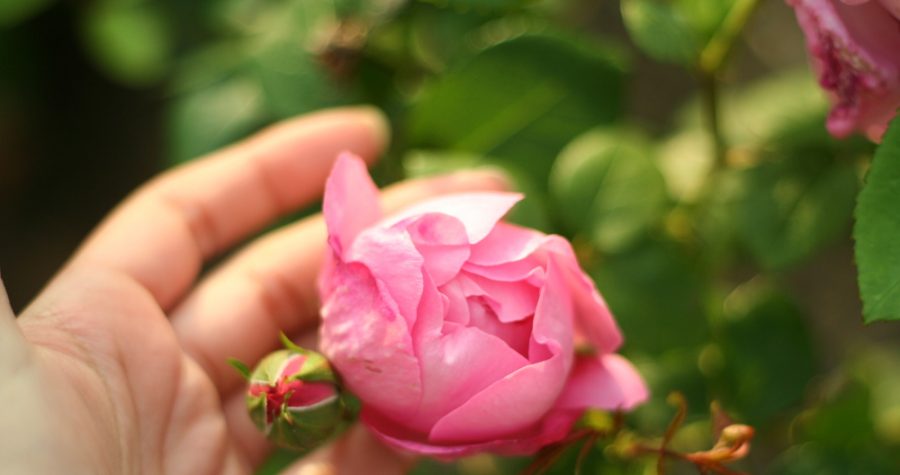 rosiers