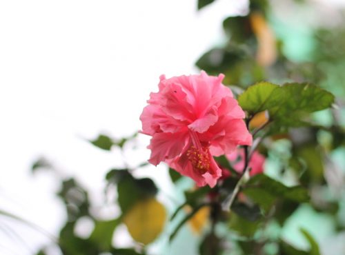 été fleur exotique