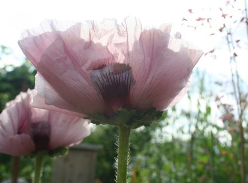 ÉTÉ