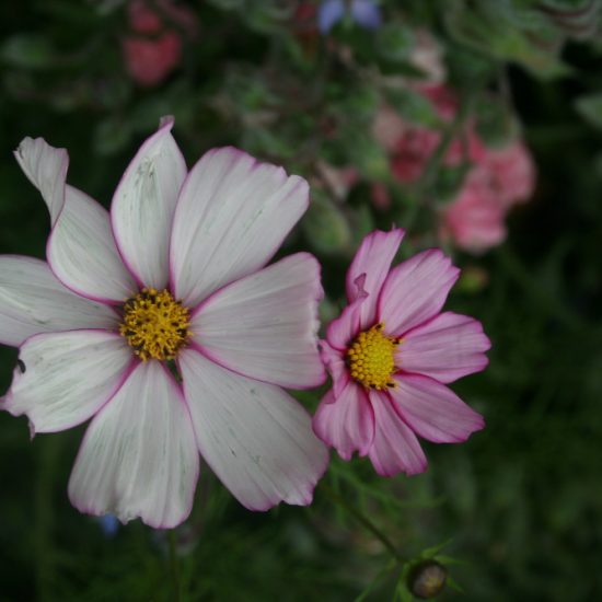 cosmos