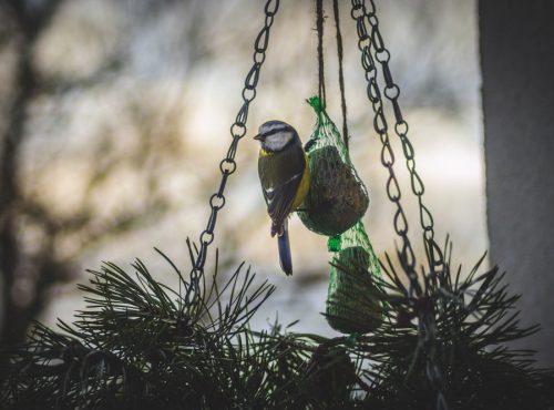 mangeoire nichoir oiseaux jardin