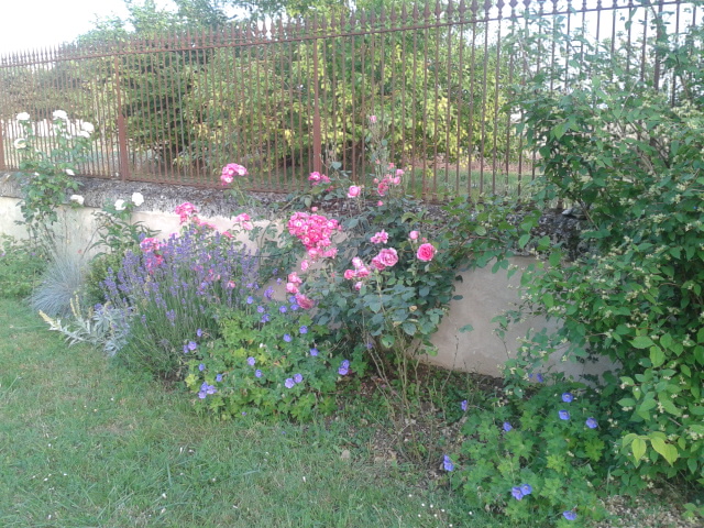 jardin de roses